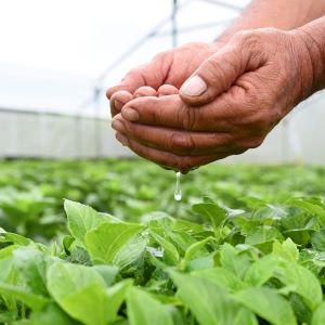 Persona lavandose las manos encima de plantas verdes dentro de un cultivo
