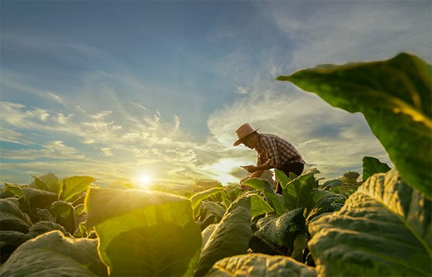 Señor con sombrero en el campo entre las plantas verdes