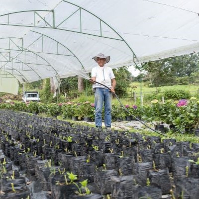 Senor regando las plantas en un invernadero