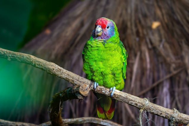 pexels christopher borges 1300281899 24963966